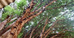 Jabuticaba